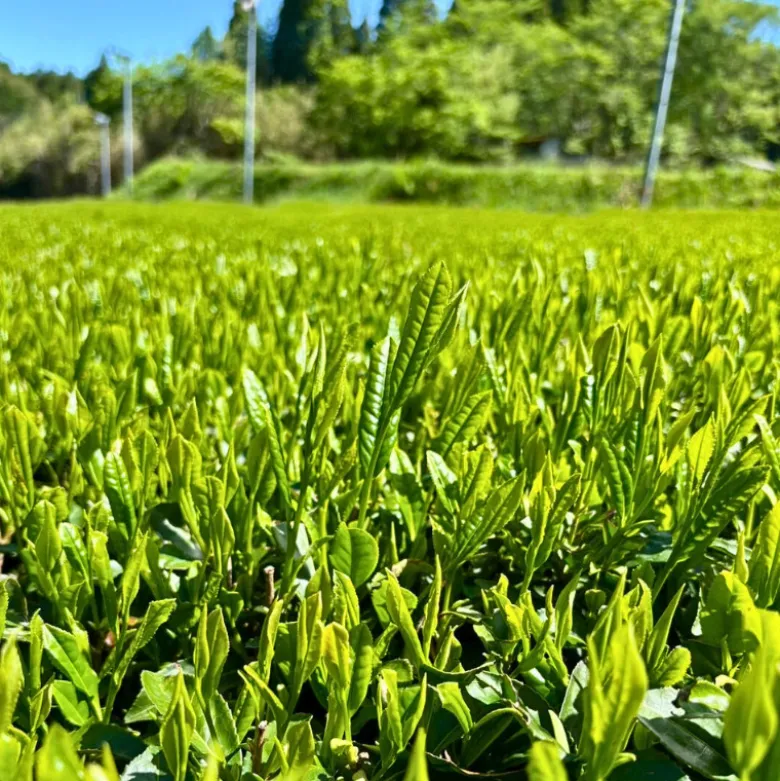 Matcha Te Hamasa Uji Ceremonial Grade 40g
